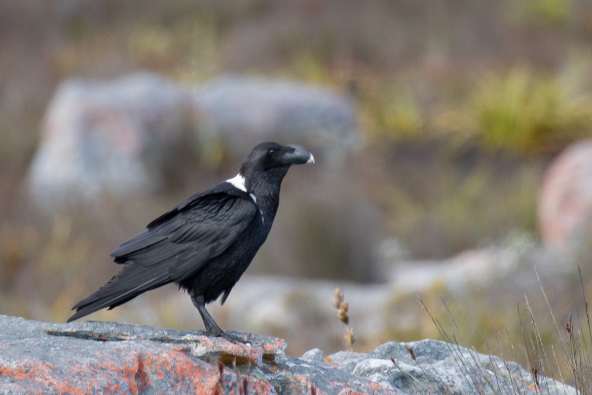 White-necked Raven - ML73506241