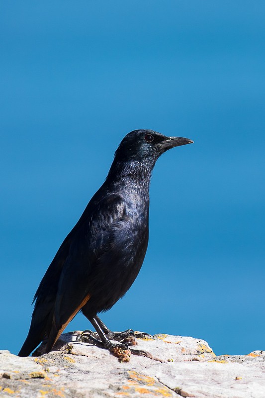 Red-winged Starling - ML73506301