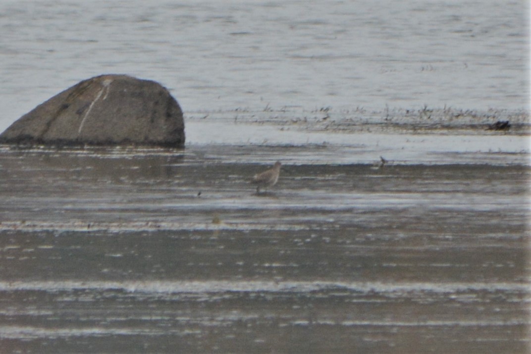 Long-billed Dowitcher - ML73506541