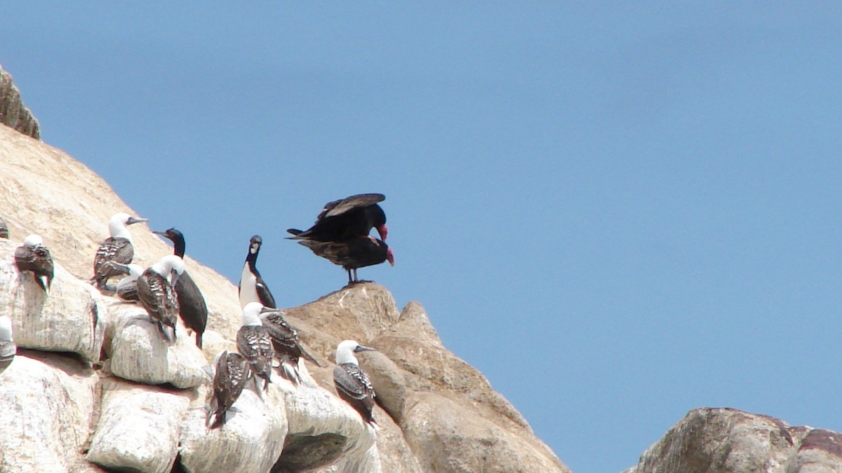 Turkey Vulture - COA  Valparaíso