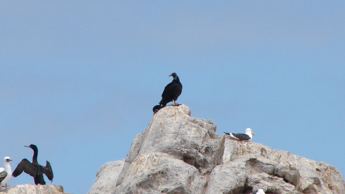 Black Vulture - COA  Valparaíso