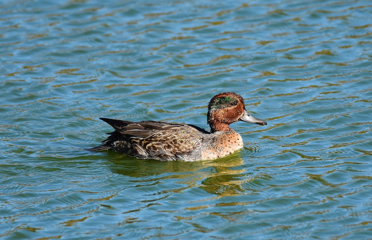 Green-winged Teal - ML73507621