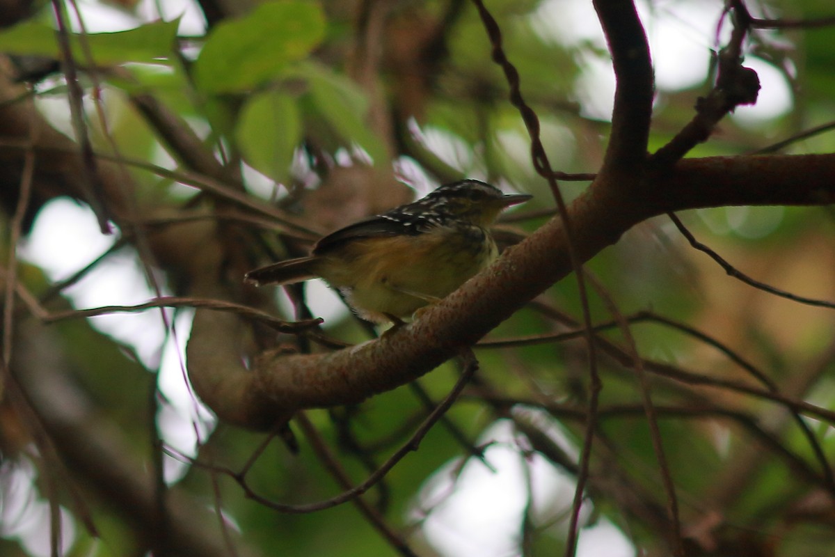 Yellow-breasted Warbling-Antbird - ML73509721