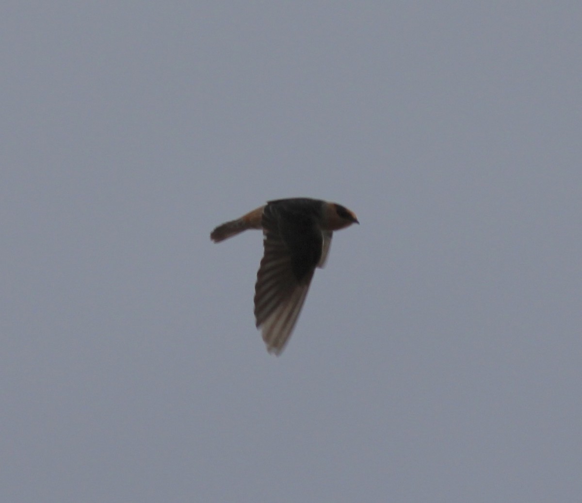 Cave Swallow - ML73509931