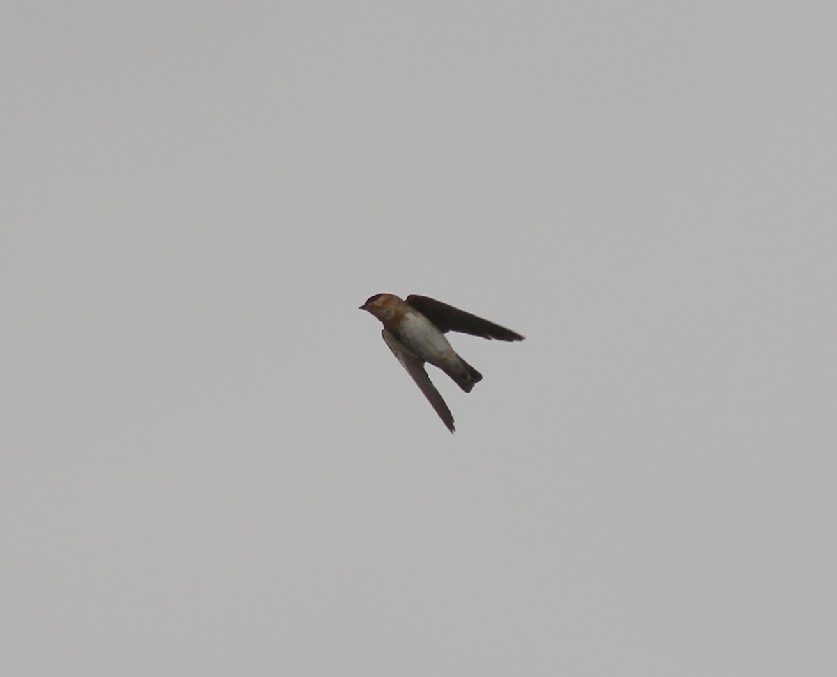 Cave Swallow - ML73509941