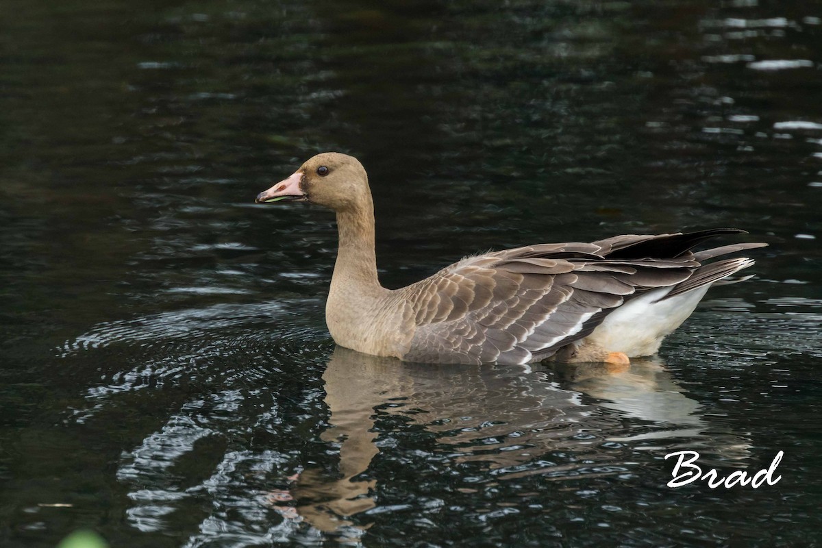 Greater White-fronted Goose - ML73511661