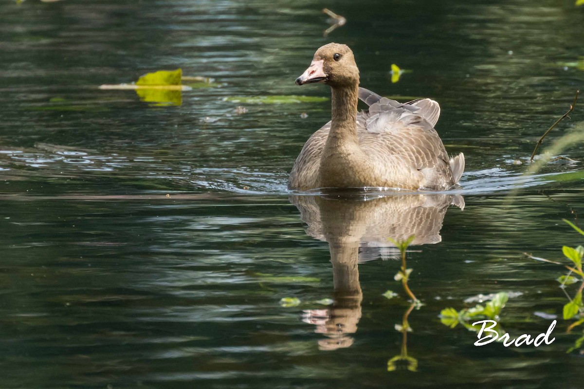 Greater White-fronted Goose - ML73512451