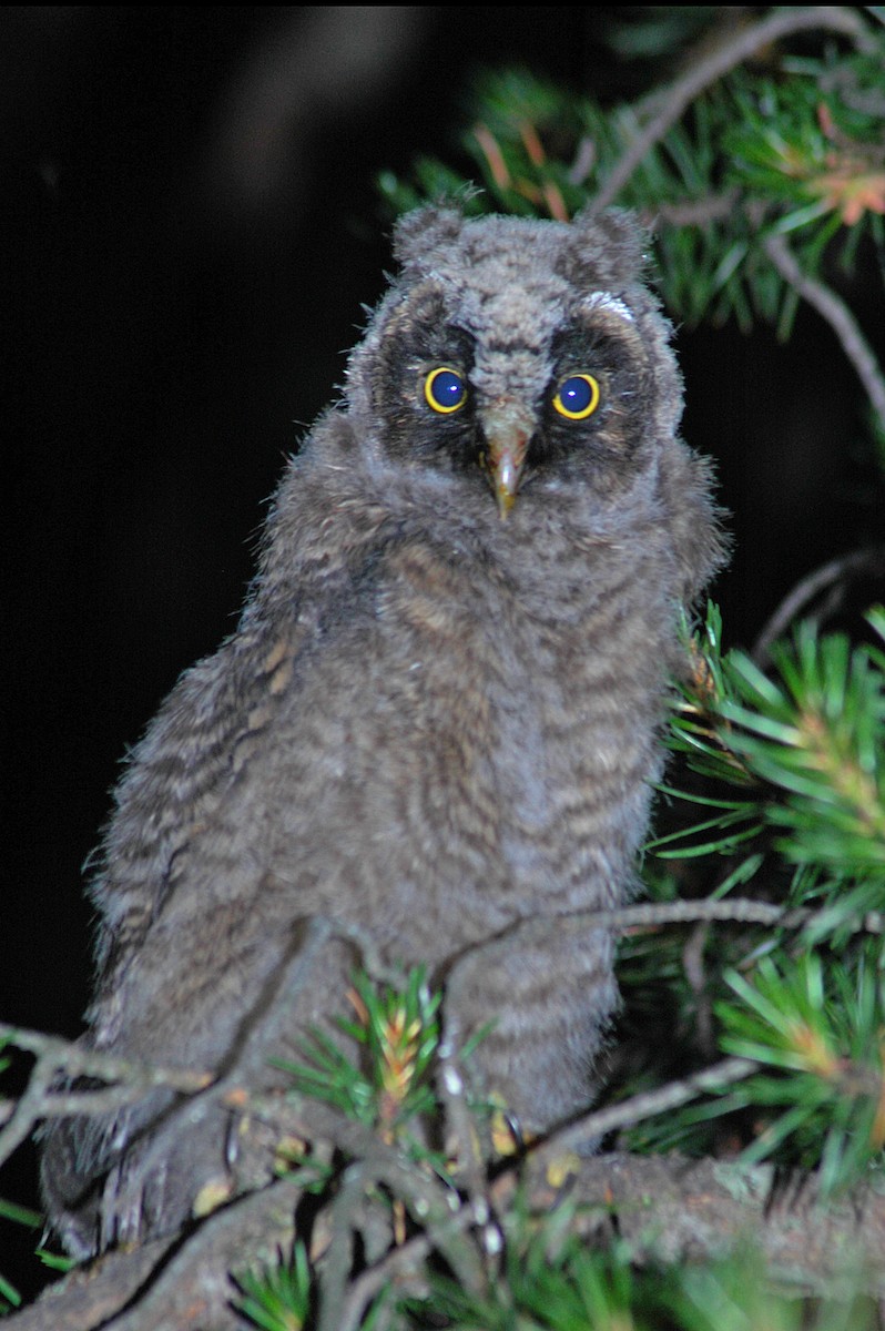 Long-eared Owl - Jonathan Gagnon