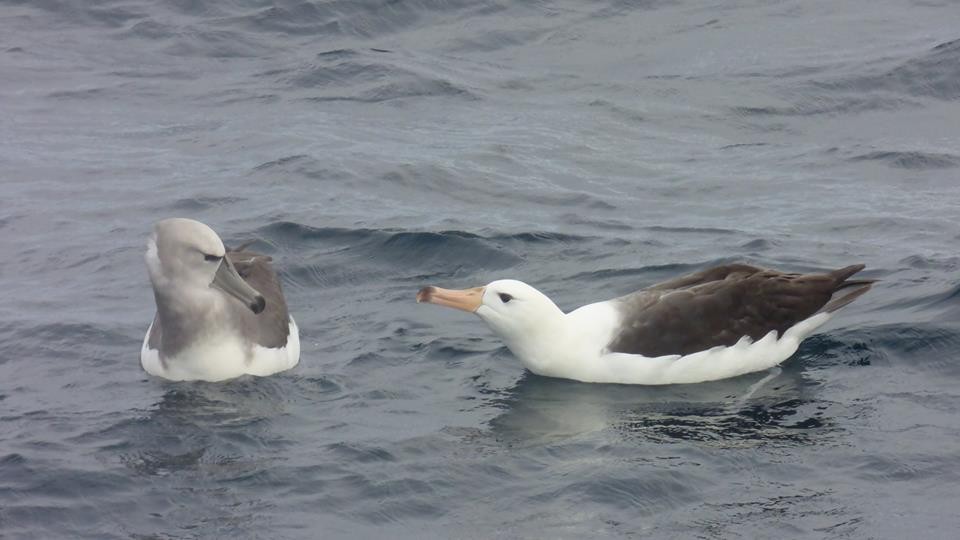 Albatros Cauto/de Salvin/de las Chatham - ML73517681