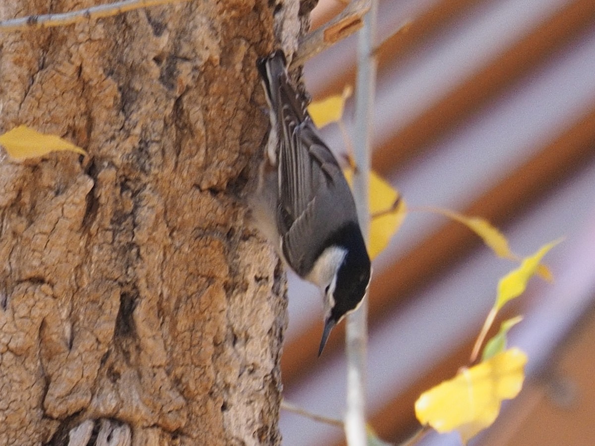 White-breasted Nuthatch - ML73519001