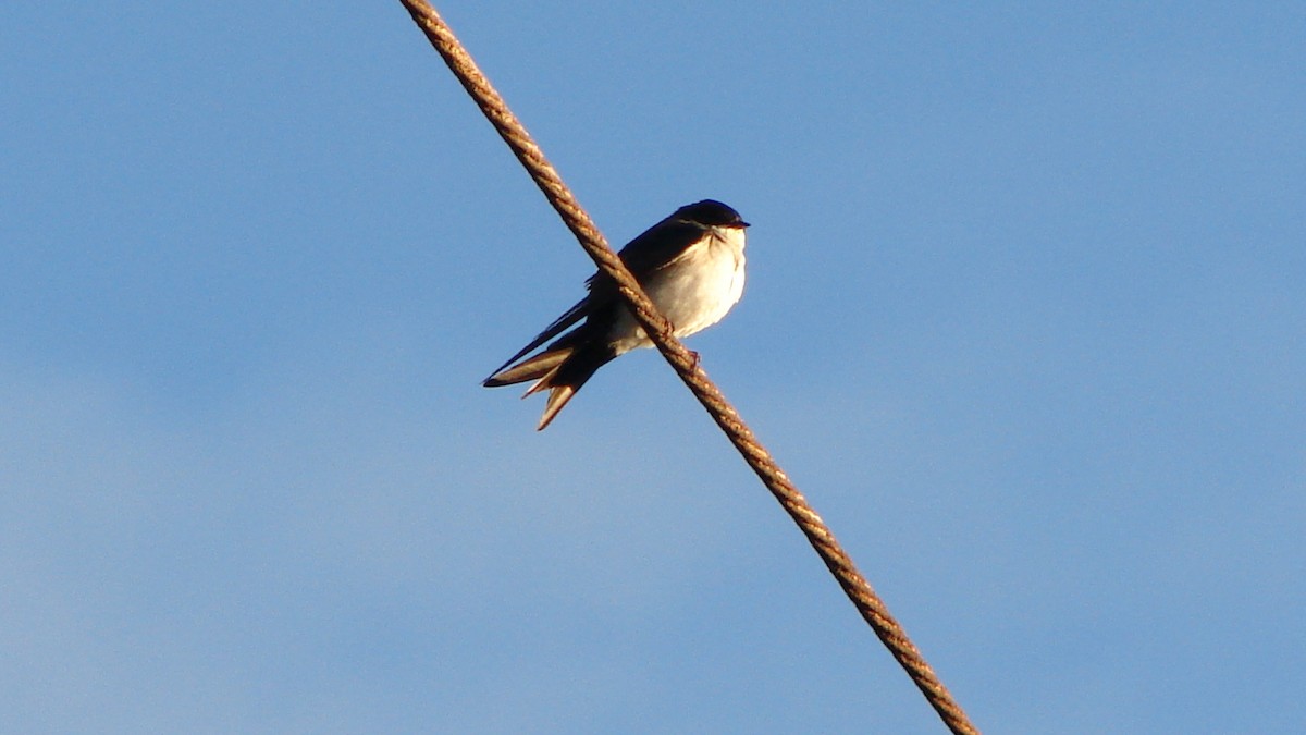 Blue-and-white Swallow - COA  Valparaíso