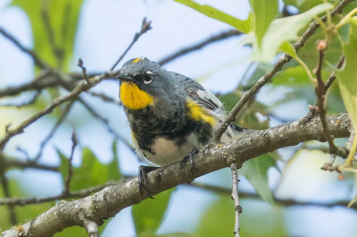 Yellow-rumped Warbler (Audubon's) - Patrick Van Thull