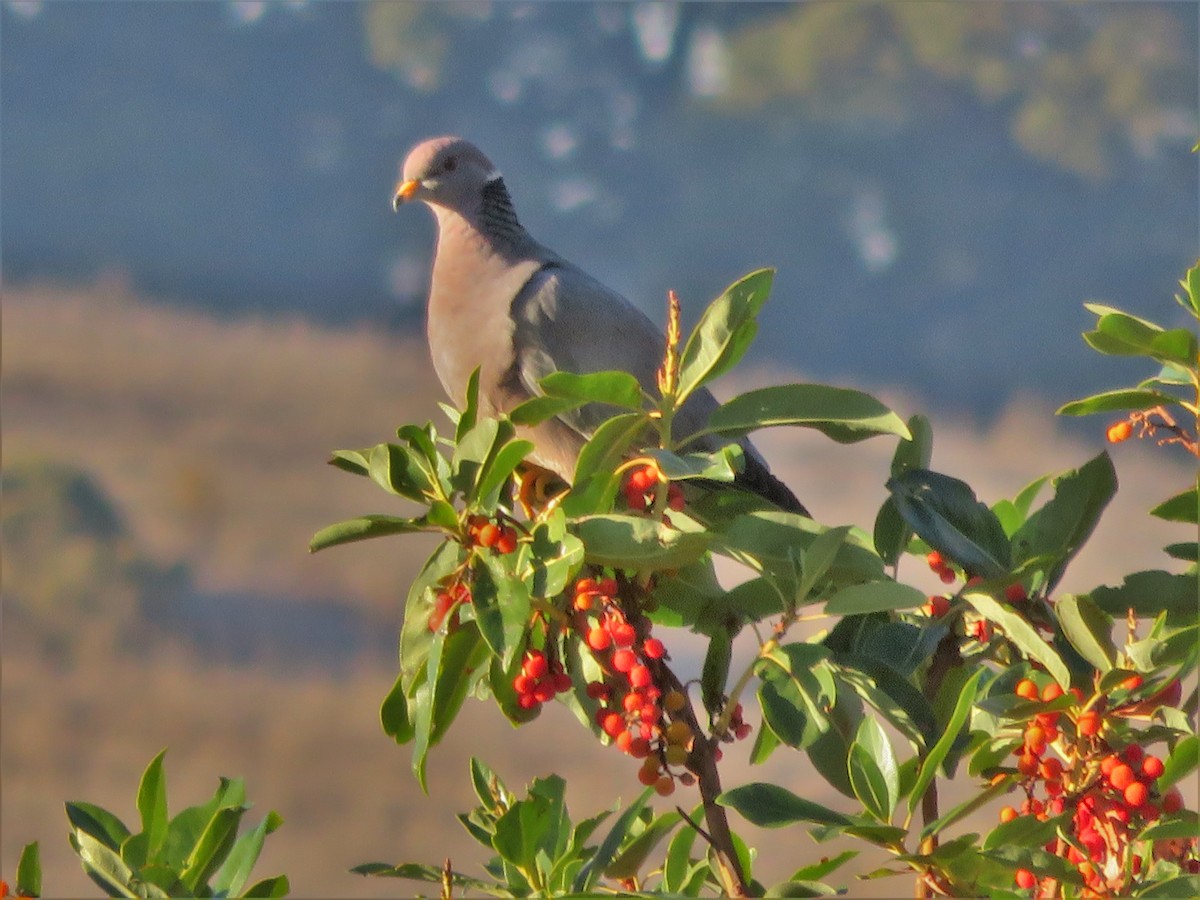 Band-tailed Pigeon - Kent Forward