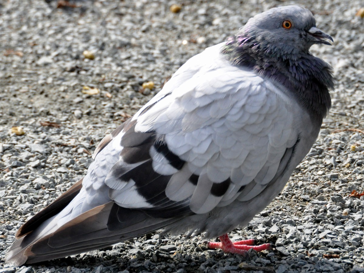 Rock Pigeon (Feral Pigeon) - Jonathan Fréchette