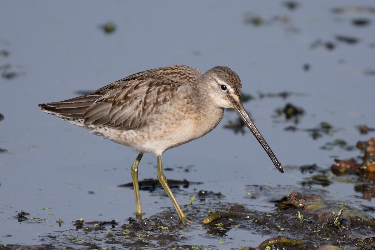 Long-billed Dowitcher - ML73523541