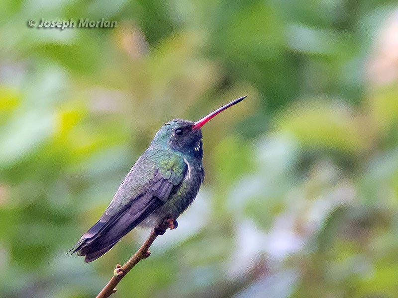Broad-billed Hummingbird - Joseph Morlan