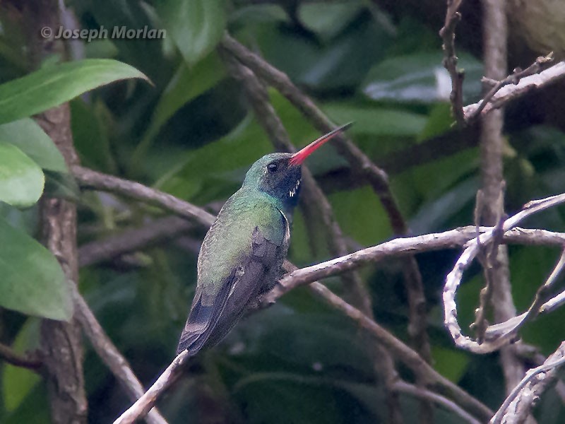 Broad-billed Hummingbird - ML73523591