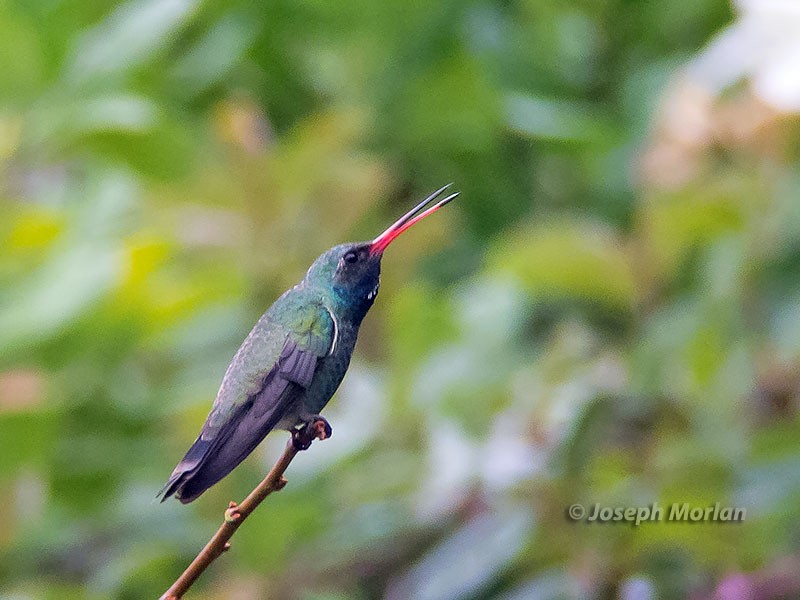 Broad-billed Hummingbird - Joseph Morlan
