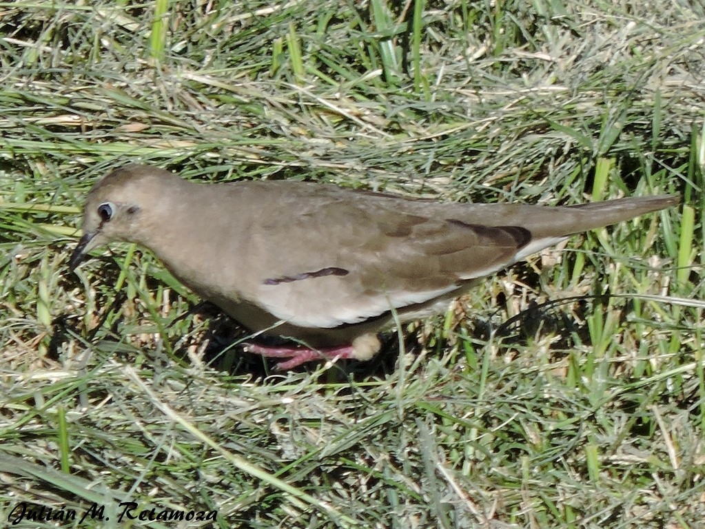 Picui Ground Dove - Aves de Formosa