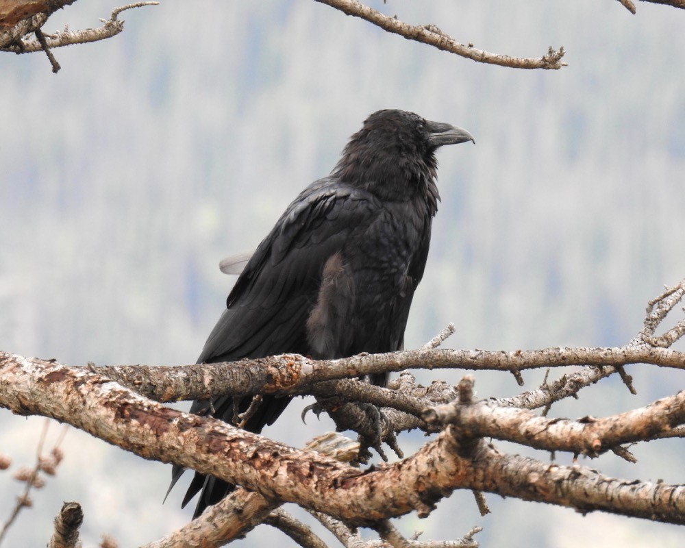 Common Raven - Bruce Moorman