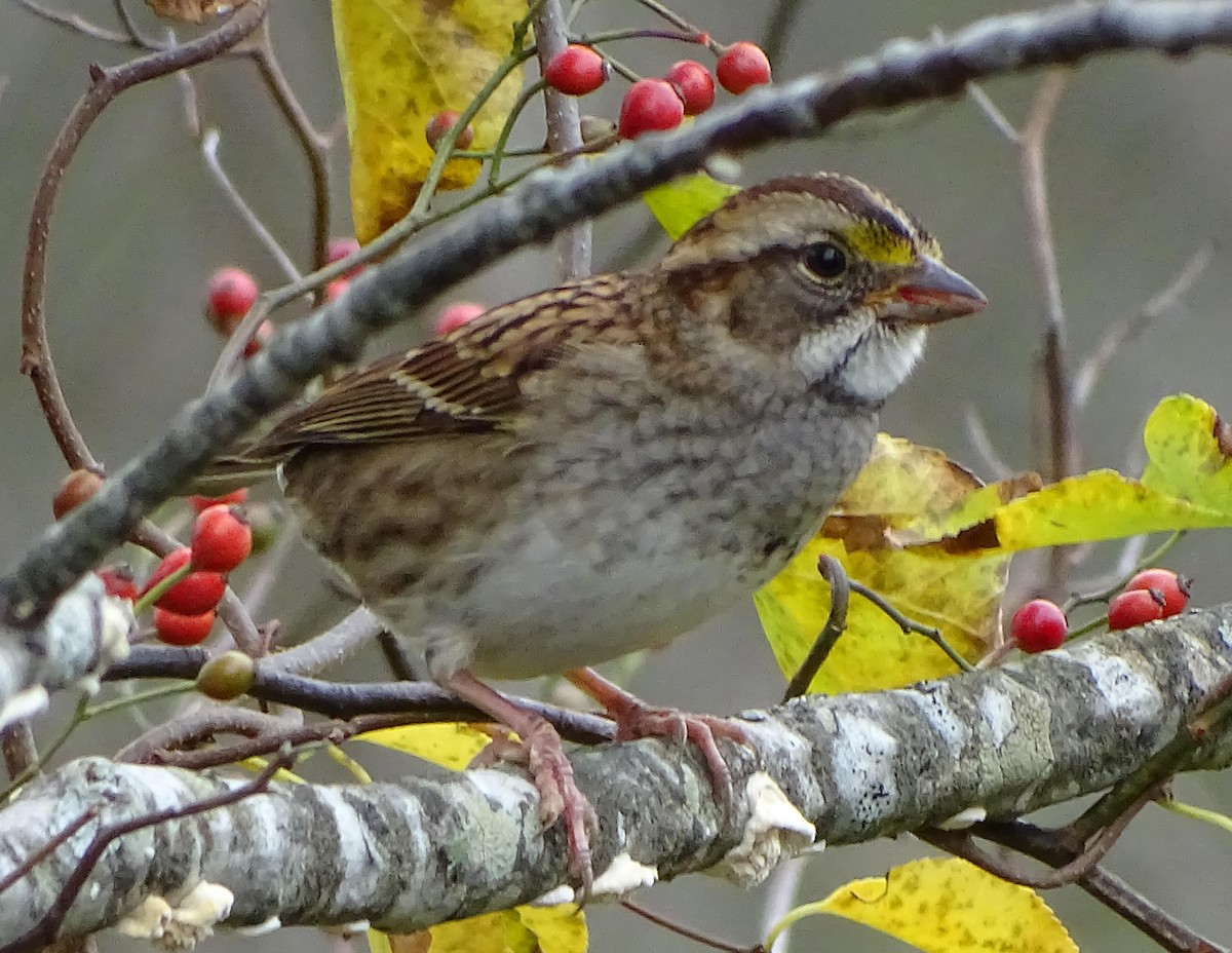 White-throated Sparrow - ML73525791