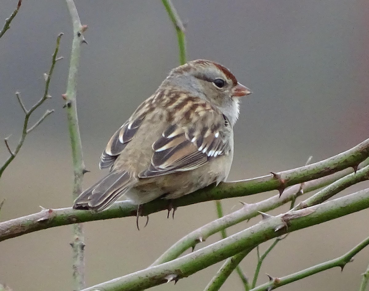 White-crowned Sparrow - Jim Sweeney