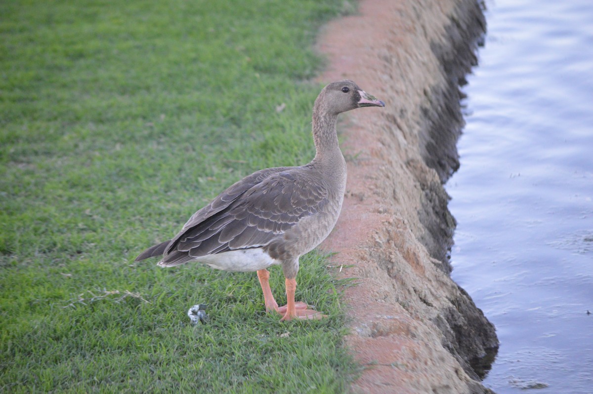 Greater White-fronted Goose - ML73526671