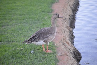 Greater White-fronted Goose, ML73526671