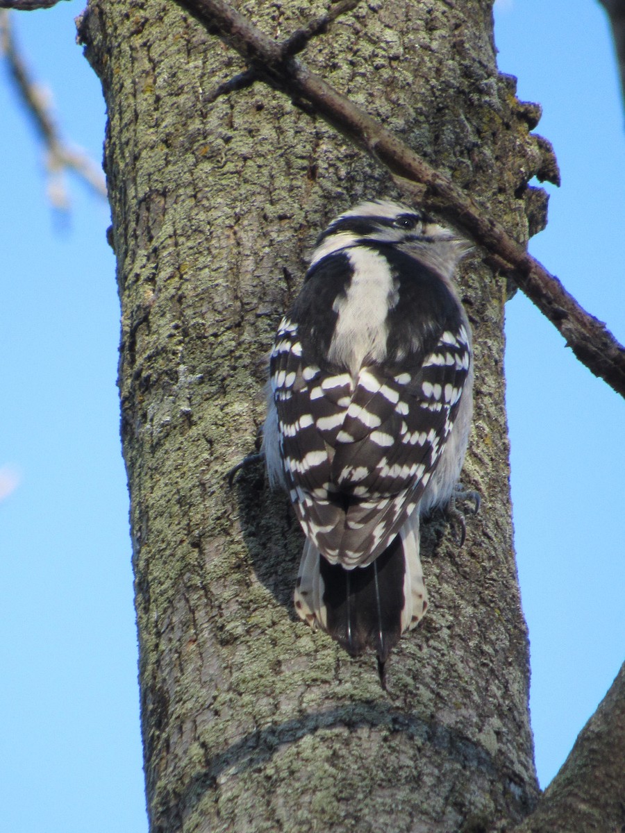 Downy Woodpecker - ML73527161