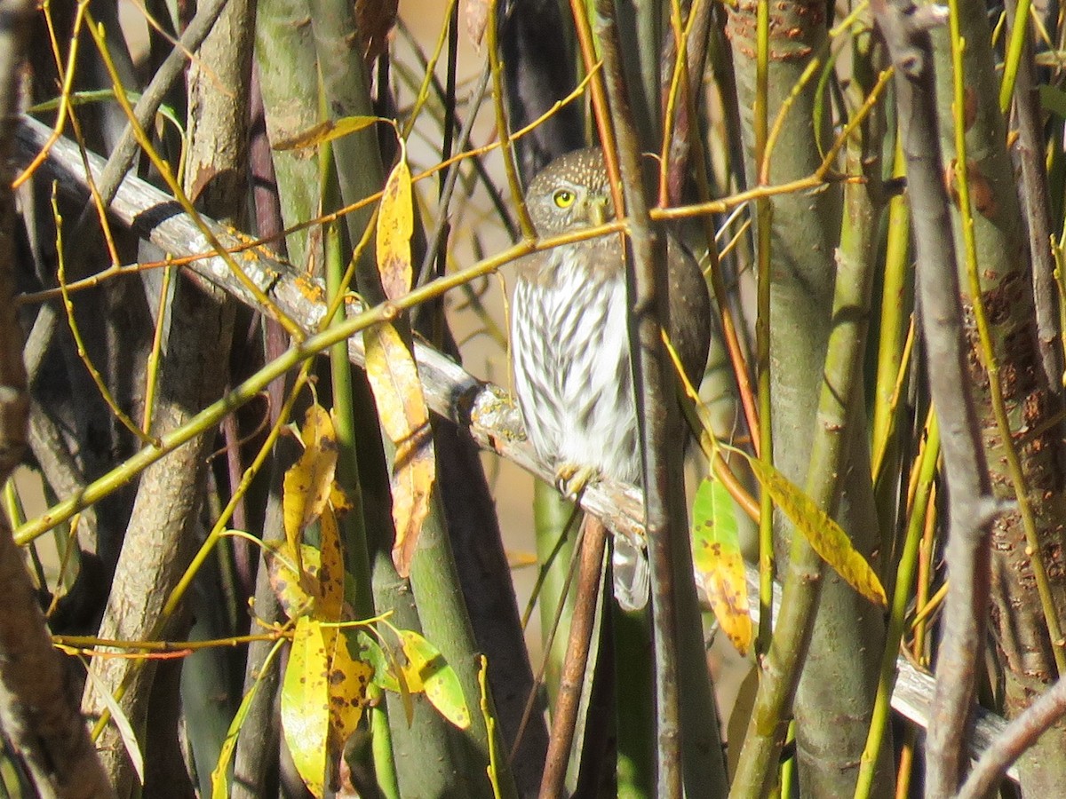 Northern Pygmy-Owl - ML73535471