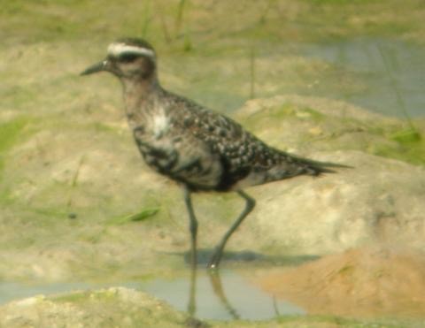 American Golden-Plover - R.D. Wallace