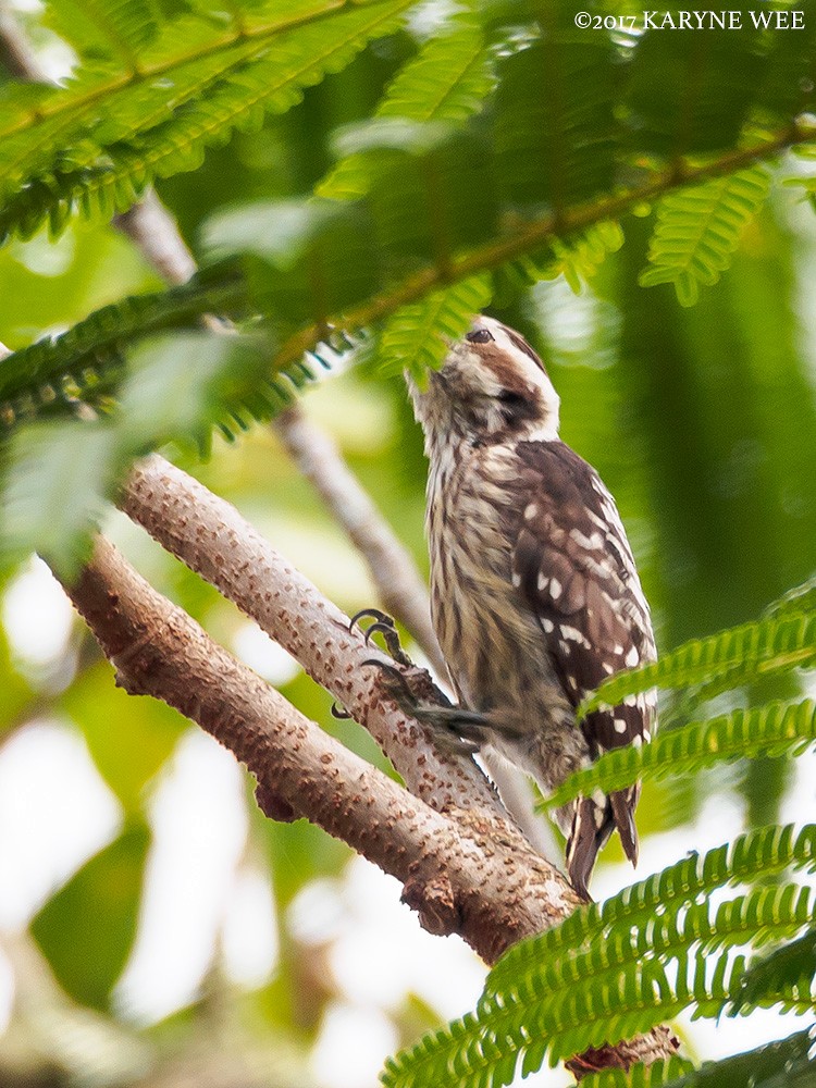 Gray-capped Pygmy Woodpecker - Karyne Wee
