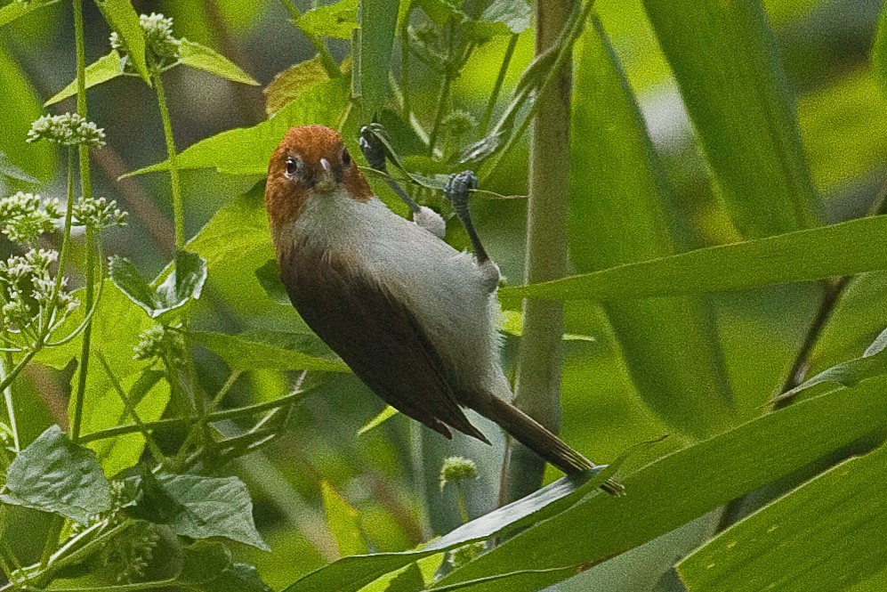 White-breasted Parrotbill - ML73538891