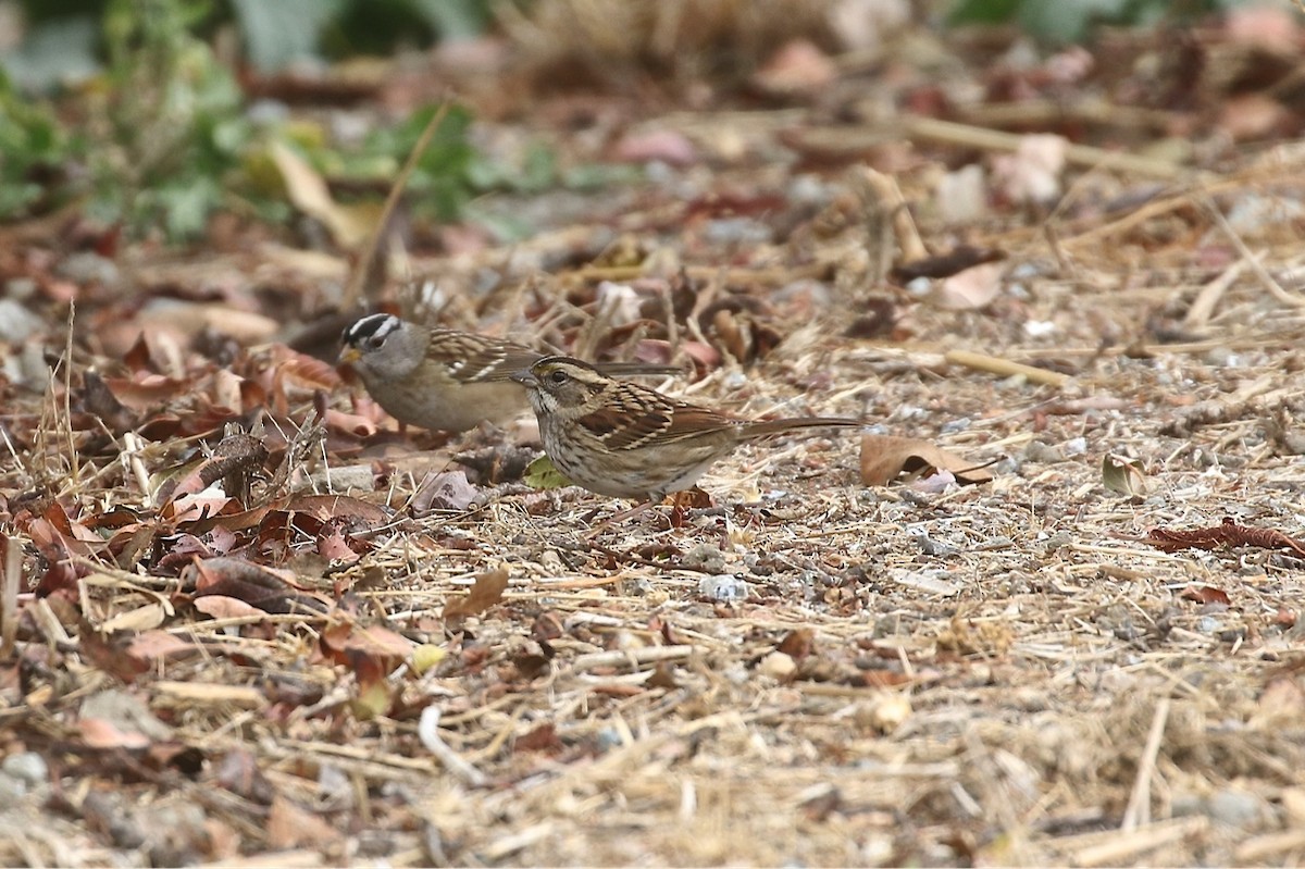 White-throated Sparrow - Kent Van Vuren