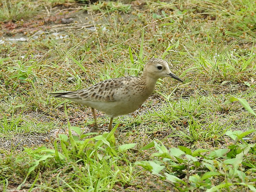 Buff-breasted Sandpiper - Richard Garrigues