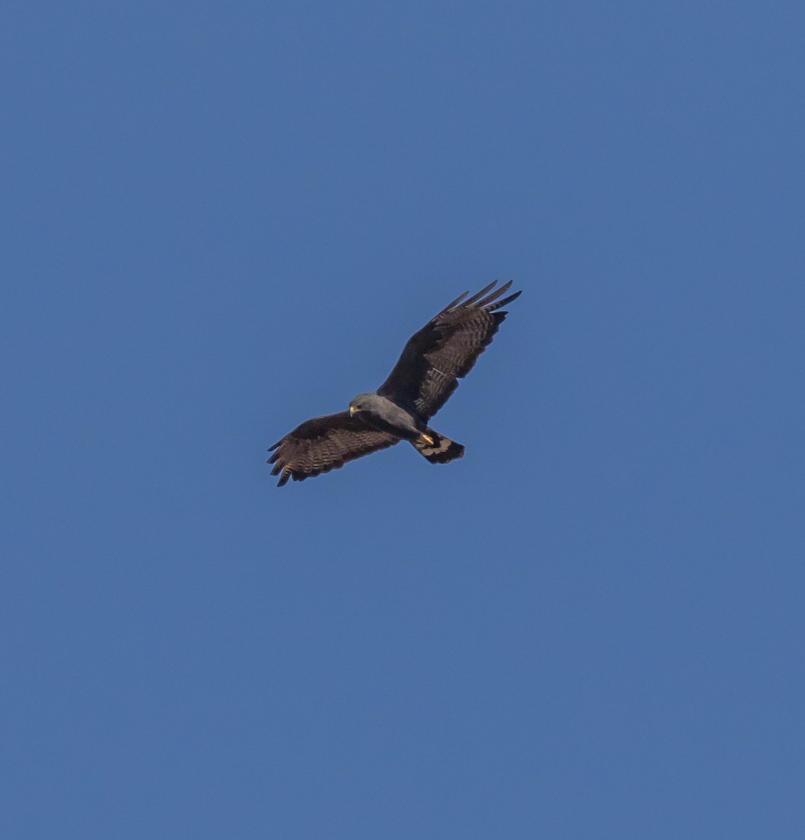 Zone-tailed Hawk - Maury Swoveland