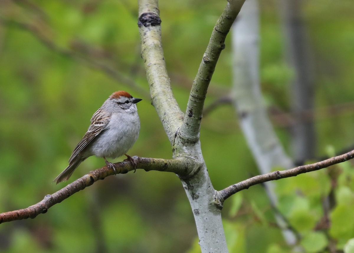 Chipping Sparrow - ML73545391