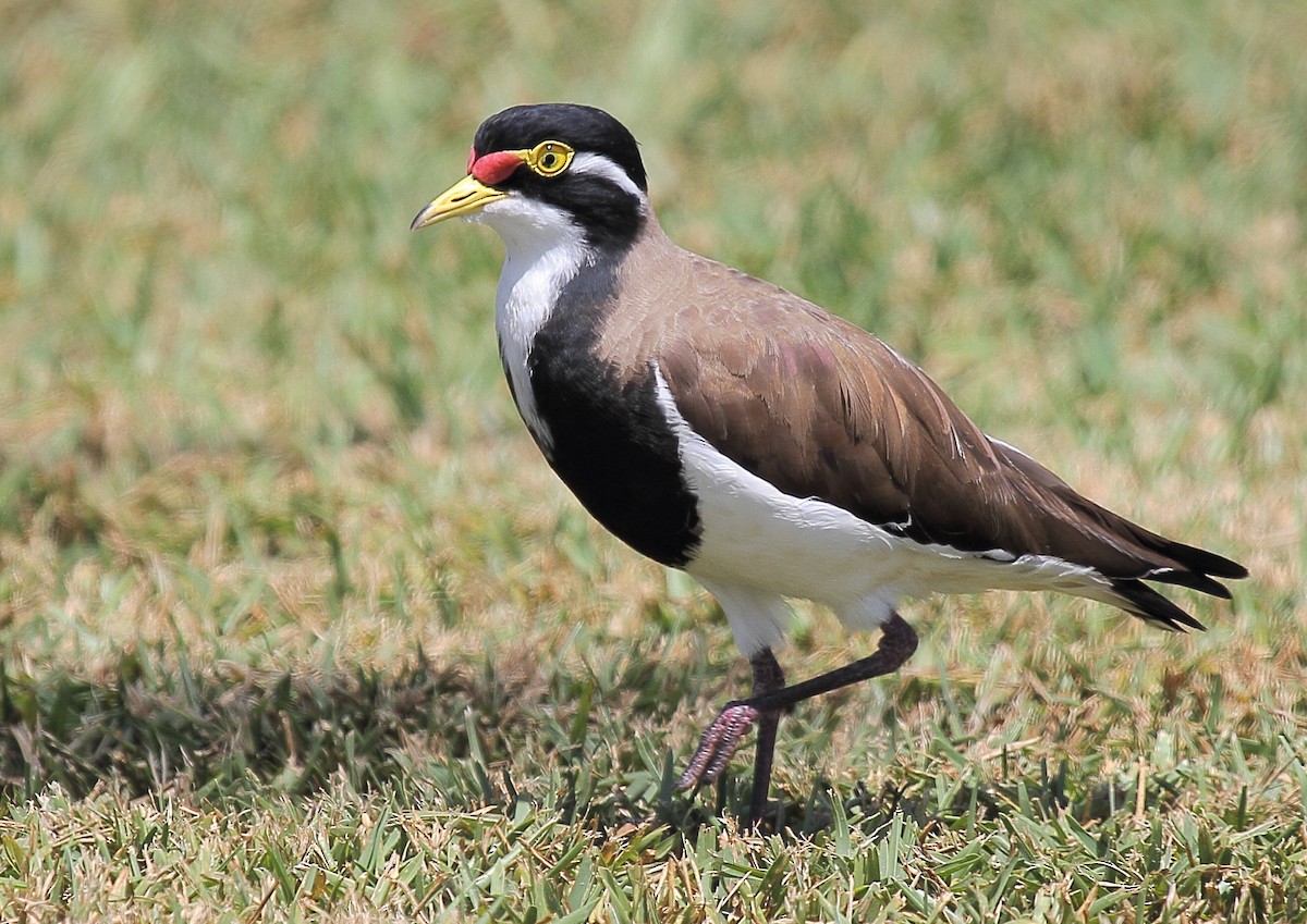 Banded Lapwing - ML73545891