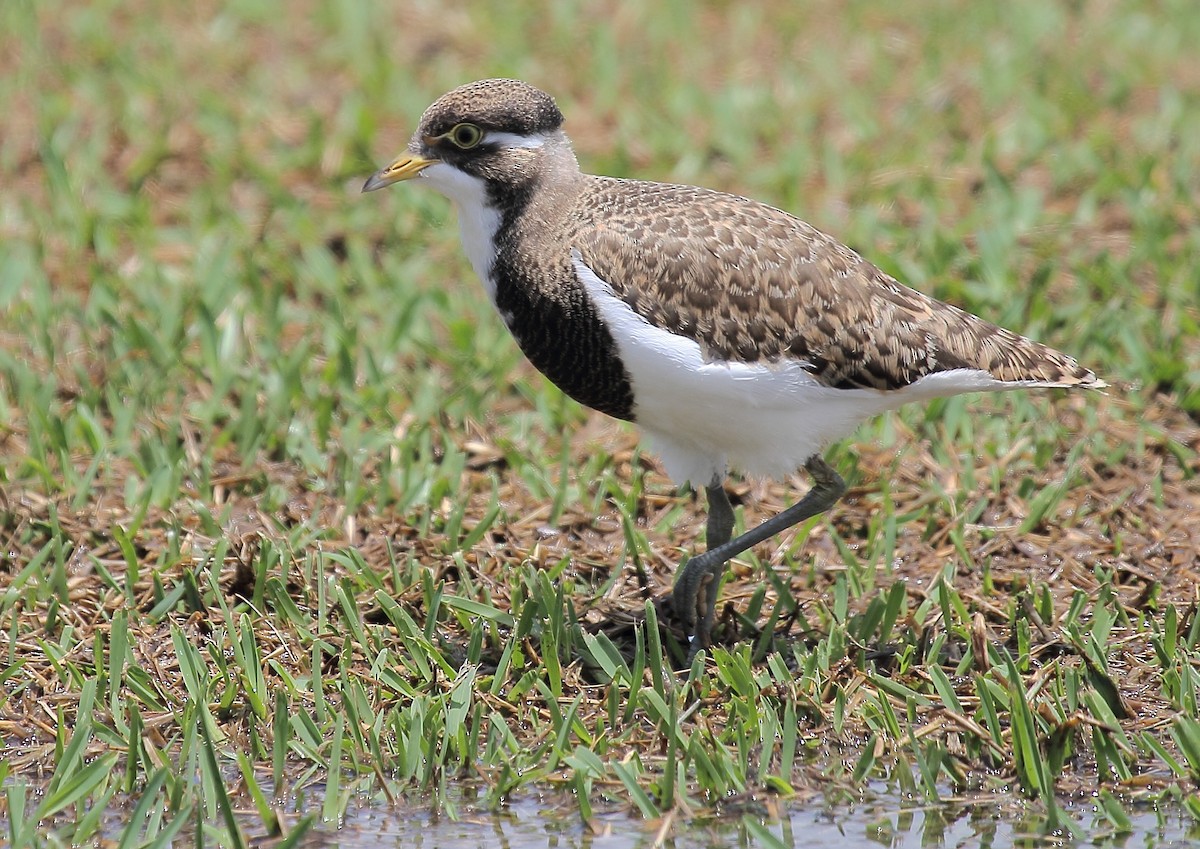 Banded Lapwing - ML73545901