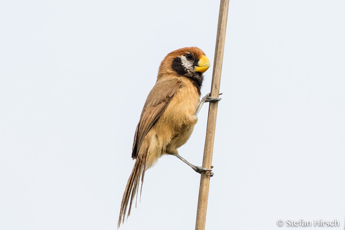 Black-breasted Parrotbill - ML73546681