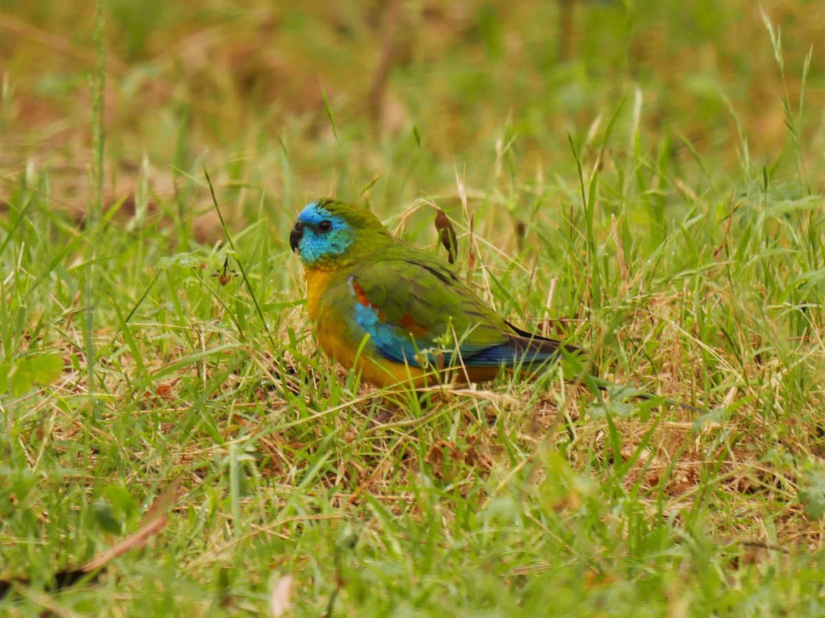 Turquoise Parrot - Dan Pendavingh