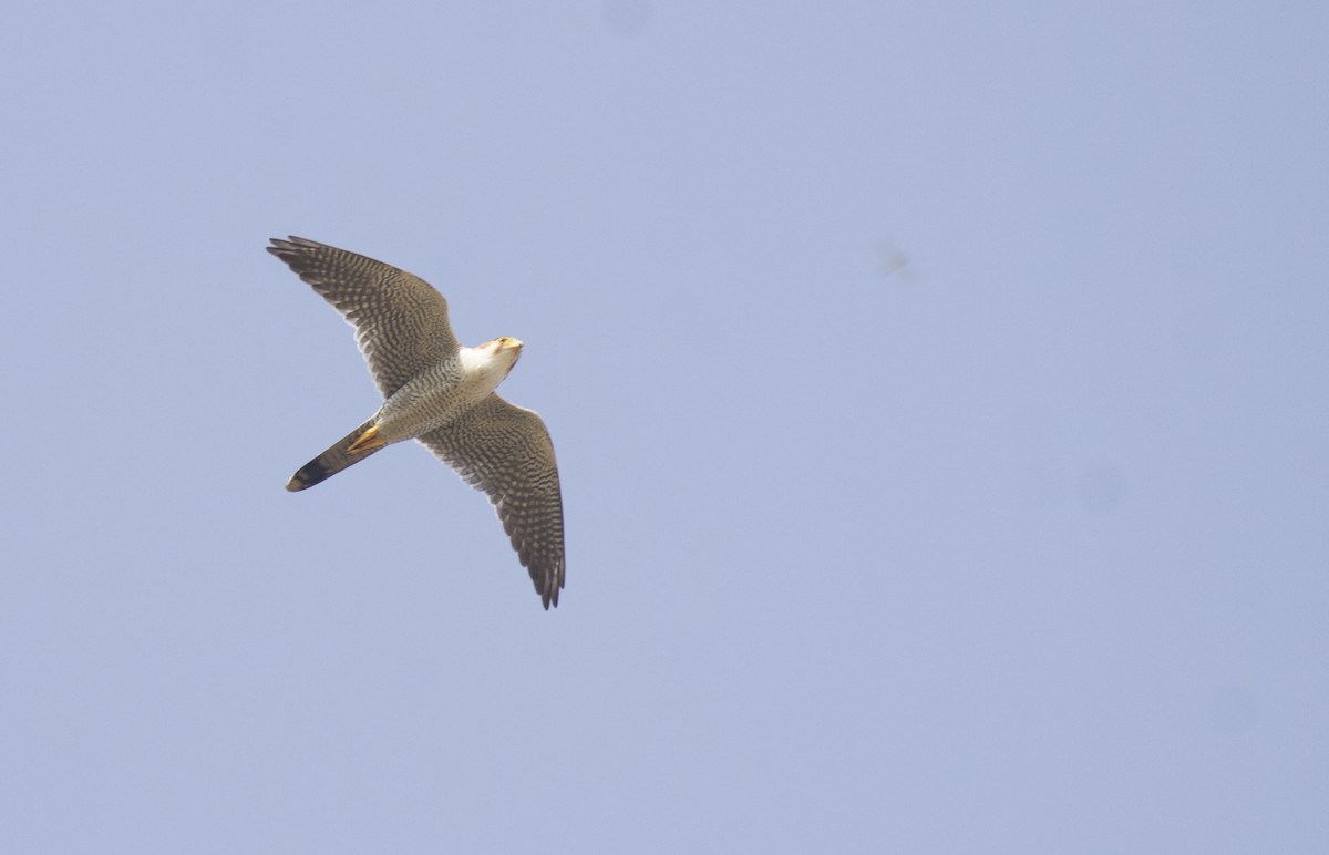 Red-necked Falcon - Aravind Amirtharaj