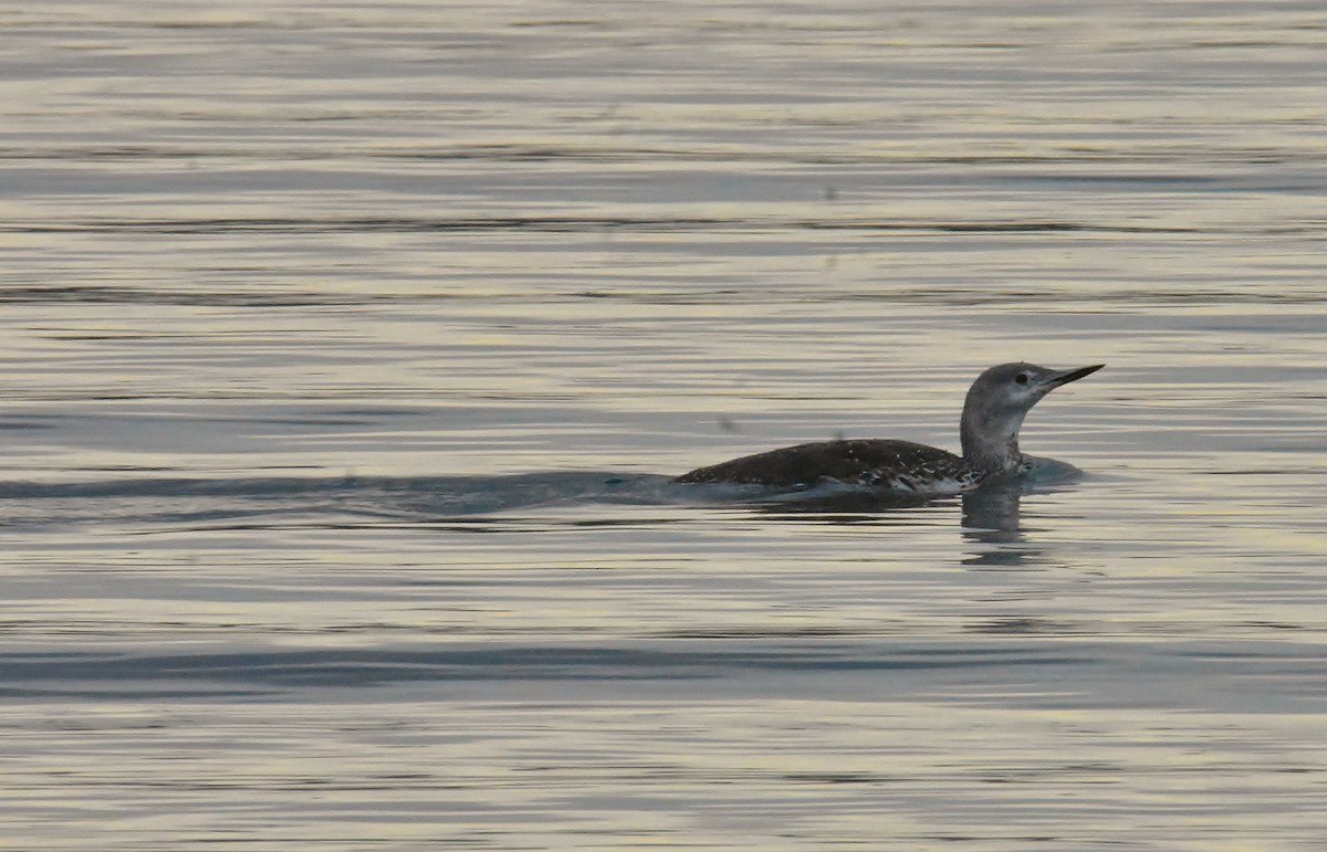 Red-throated Loon - ML73548141
