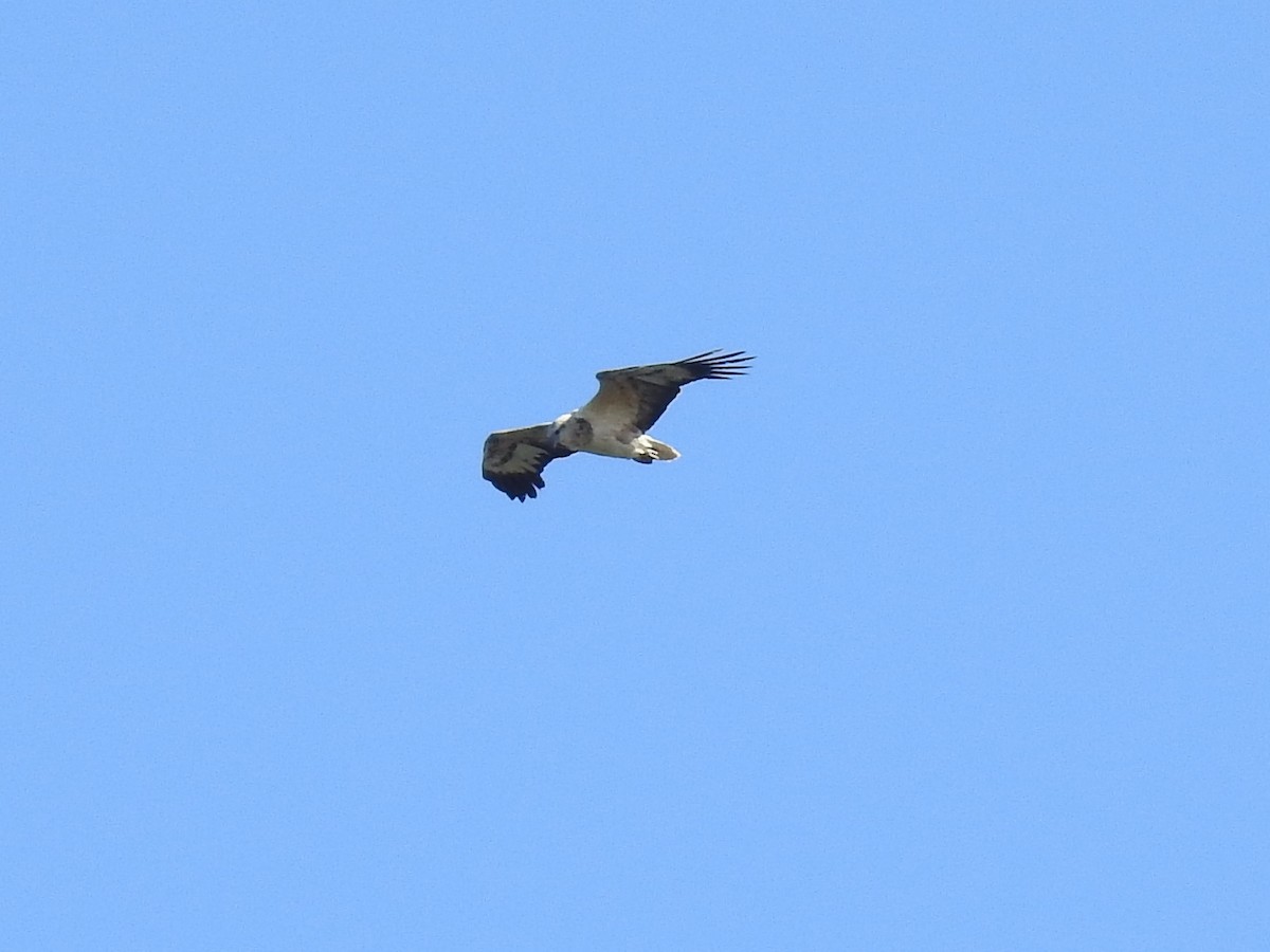 Белобрюхий орлан - ML73549351