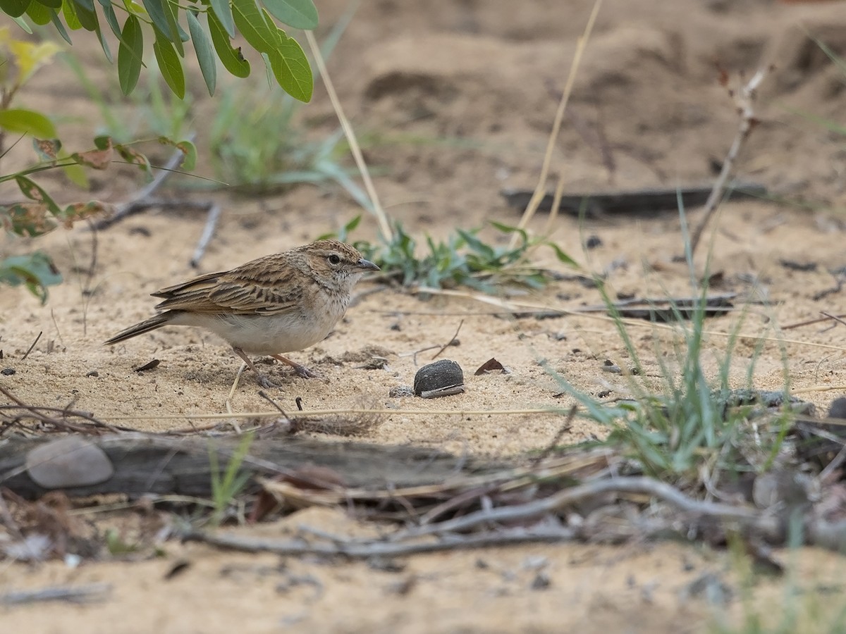 Fawn-colored Lark (Fawn-colored) - Niall D Perrins