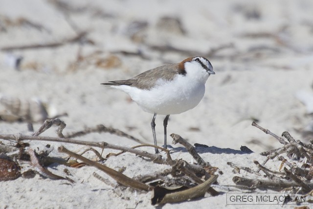 Red-capped Plover - Greg McLachlan