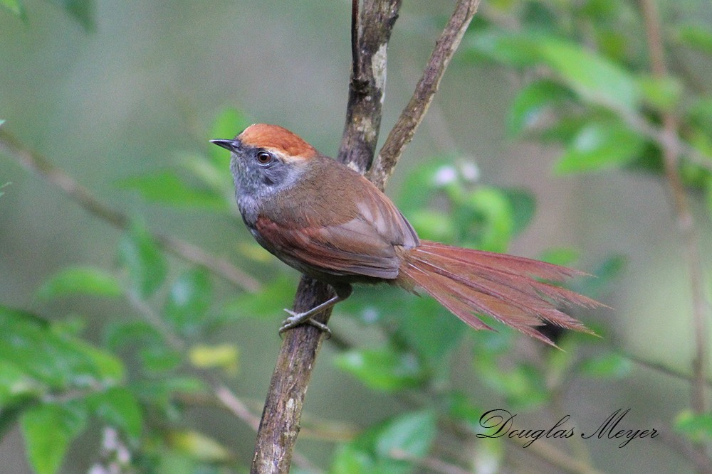 Rufous-capped Spinetail - ML73552671