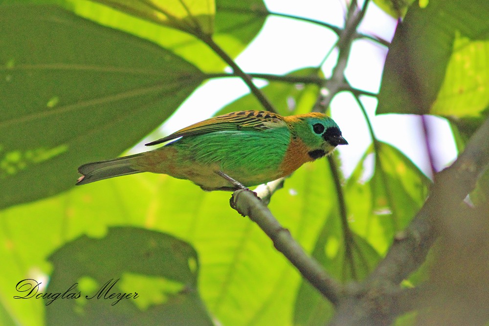 Brassy-breasted Tanager - ML73552841