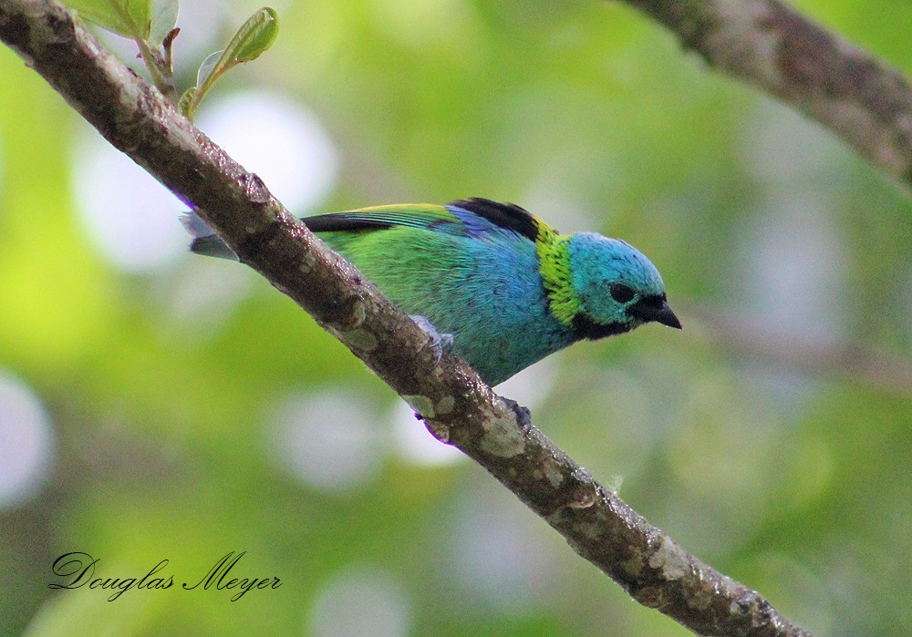 Green-headed Tanager - ML73552851