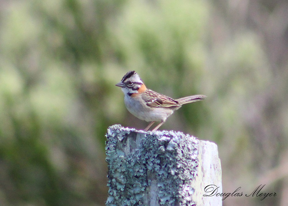 Rufous-collared Sparrow - ML73552901